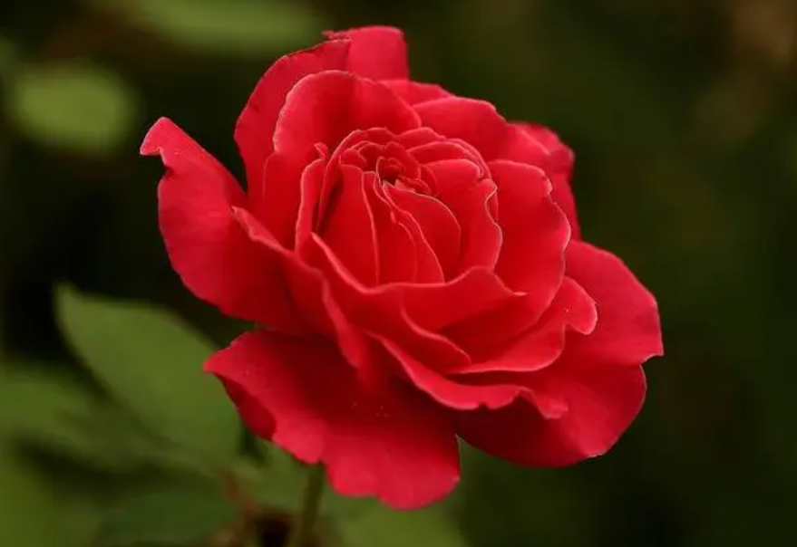 月季花扦插时间和方法