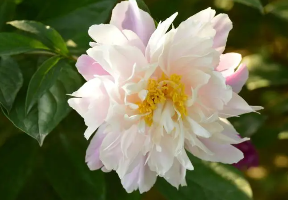 芍药花的寓意和象征