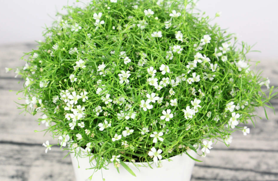 满天星的养殖方法和注意事项