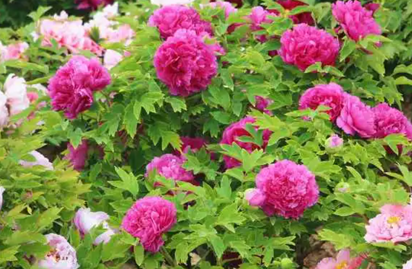 牡丹花几点开花