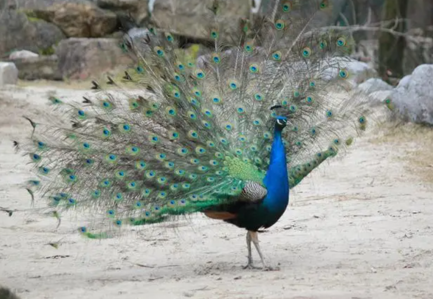 孔雀开屏是公的还是母的