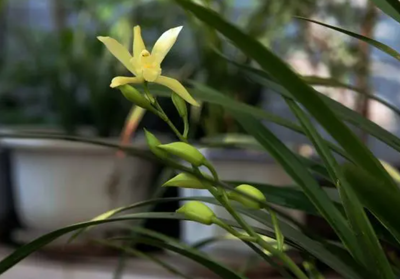 家里最旺财的十种花