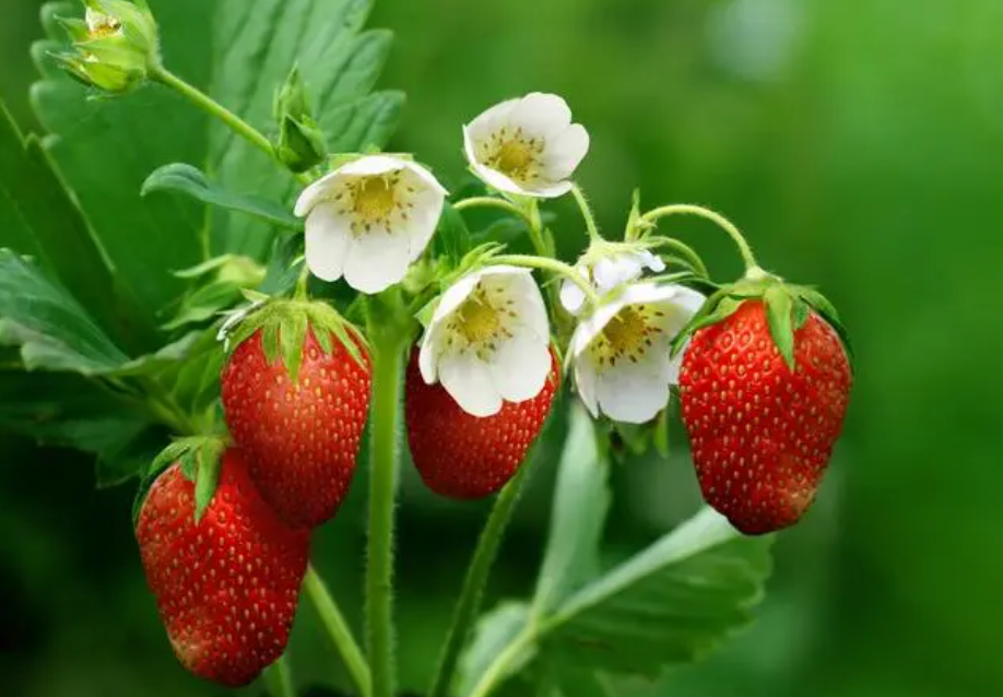 草莓怎么种植方法 在家