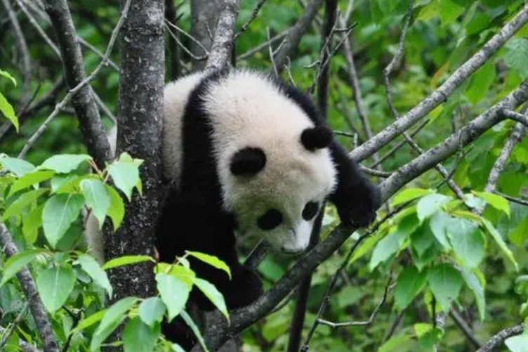 濒危动物有哪些