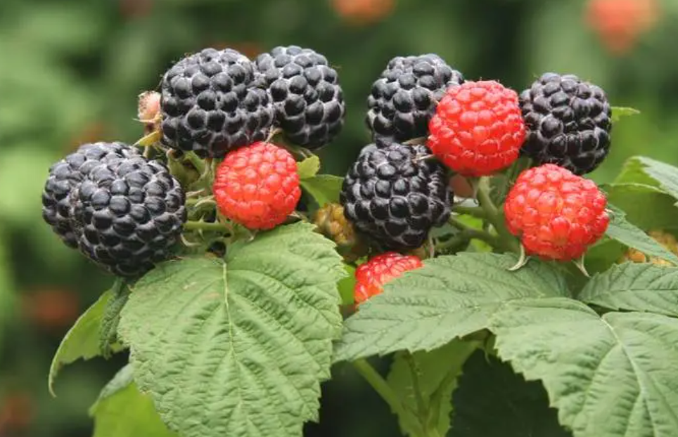 覆盆子是什么