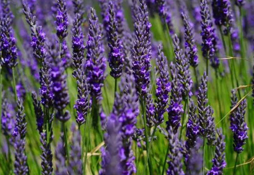 薰衣草种子