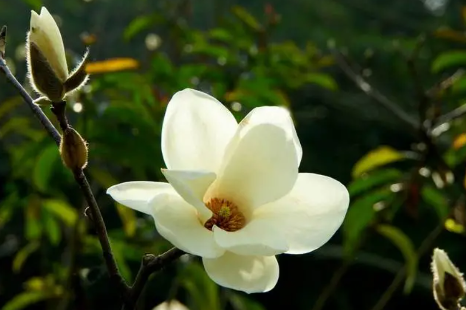 玉兰花是什么颜色