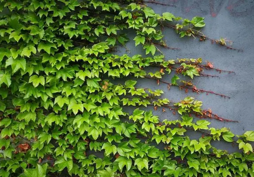 爬山虎的图片