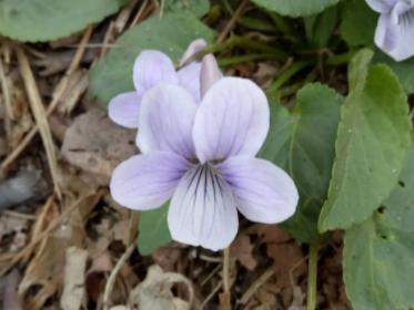 春天庭院适合种什么花