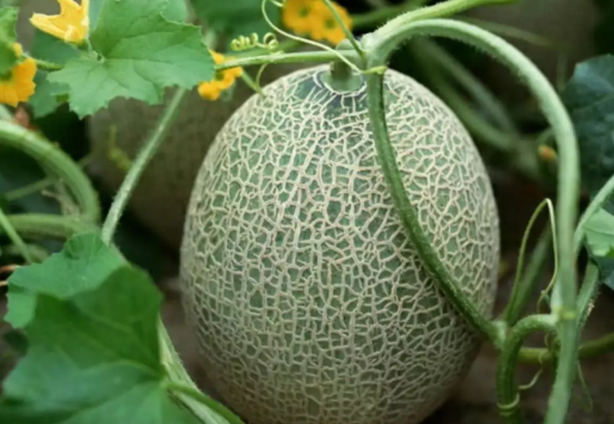 哈密瓜种植技术