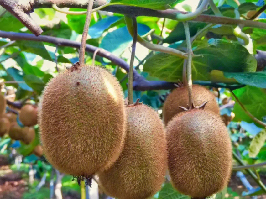 猕猴桃属于哪类水果