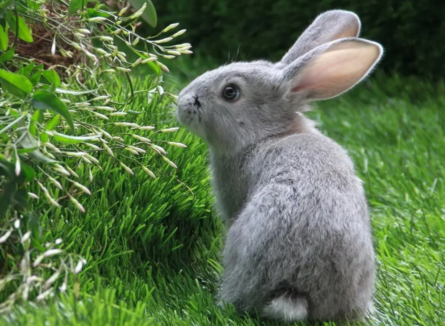 兔子的耳朵有什么作用和特点