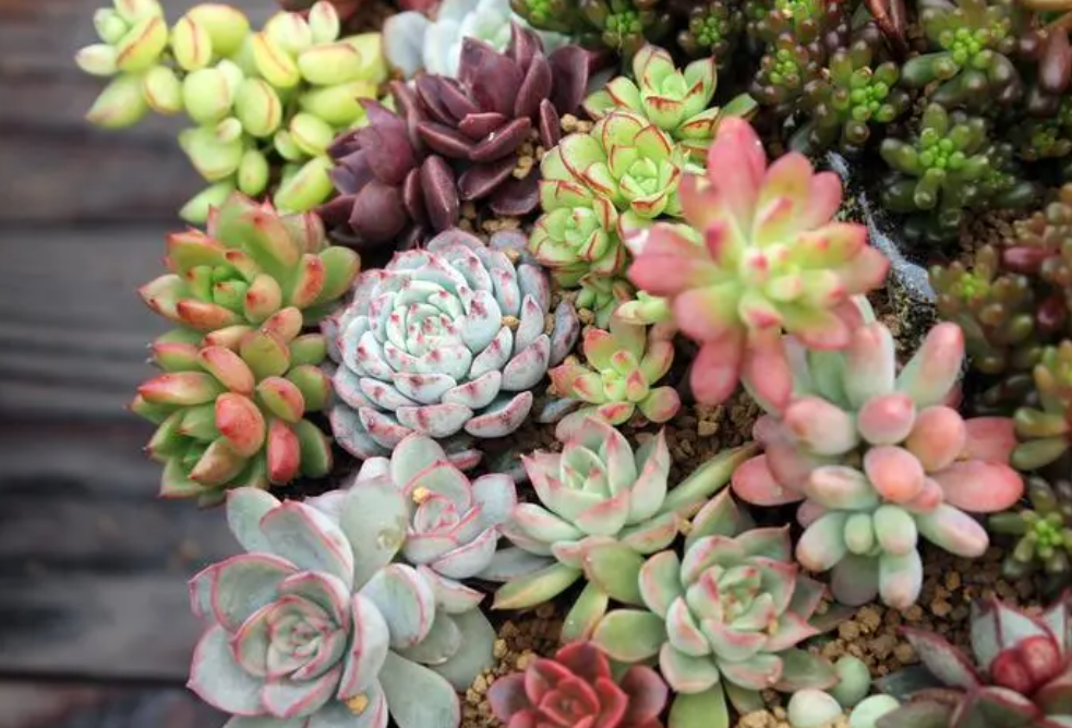 多肉植物夏天怎么养护