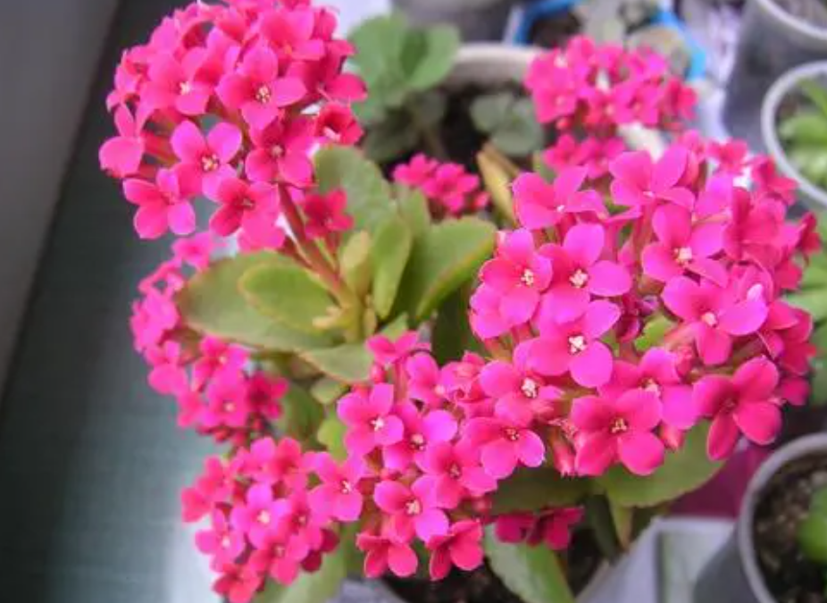 花中西施是哪种花