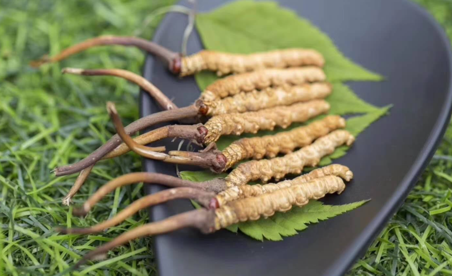 冬虫夏草的种类