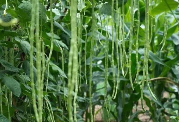 豇豆种植技术