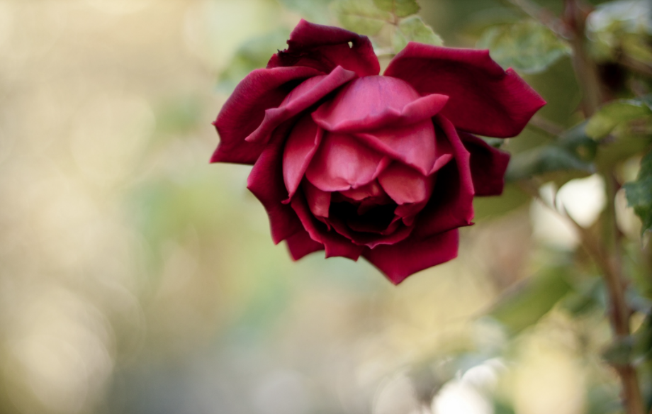 圣诞节送什么花