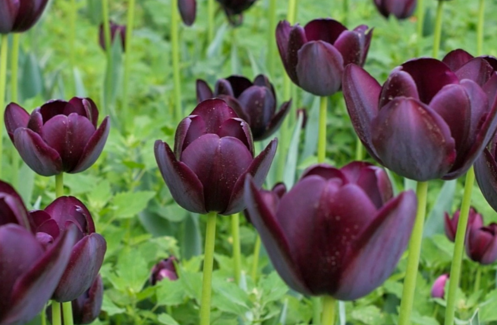 黑色郁金香图片