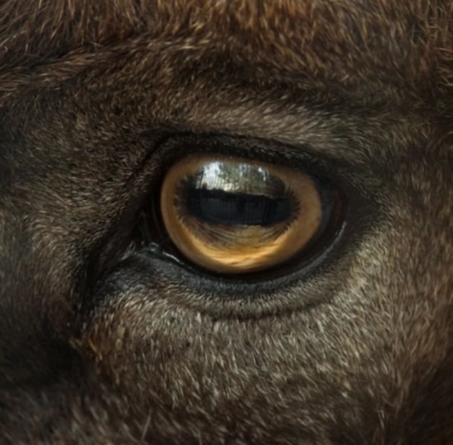 羊的瞳孔是长方形的吗