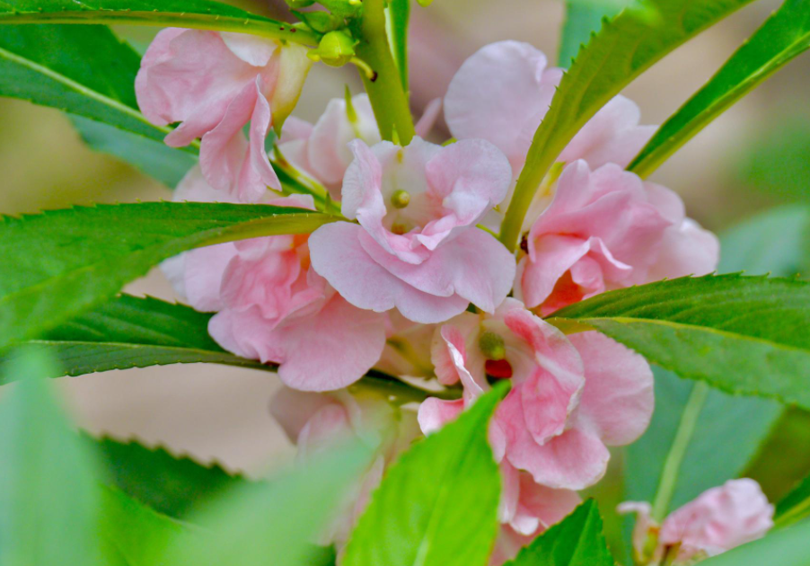 小时候染指甲的花叫什么名字
