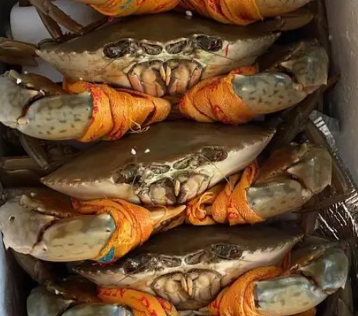 青蟹怎么存放活得时间长