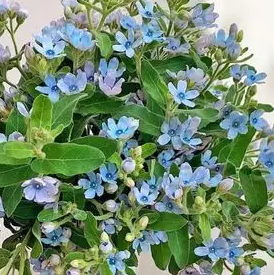 家里适合种什么花