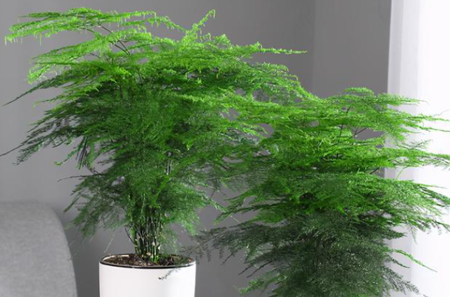 文竹叶子发黄怎么挽救