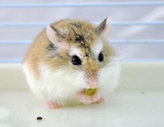 仓鼠吃什么