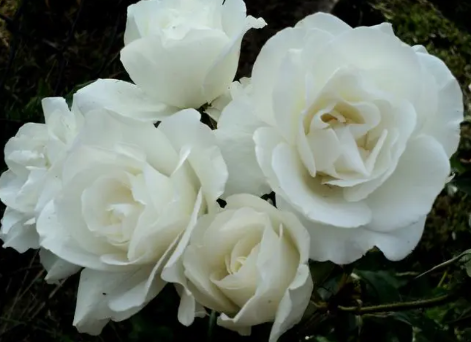 白玫瑰的花语和寓意