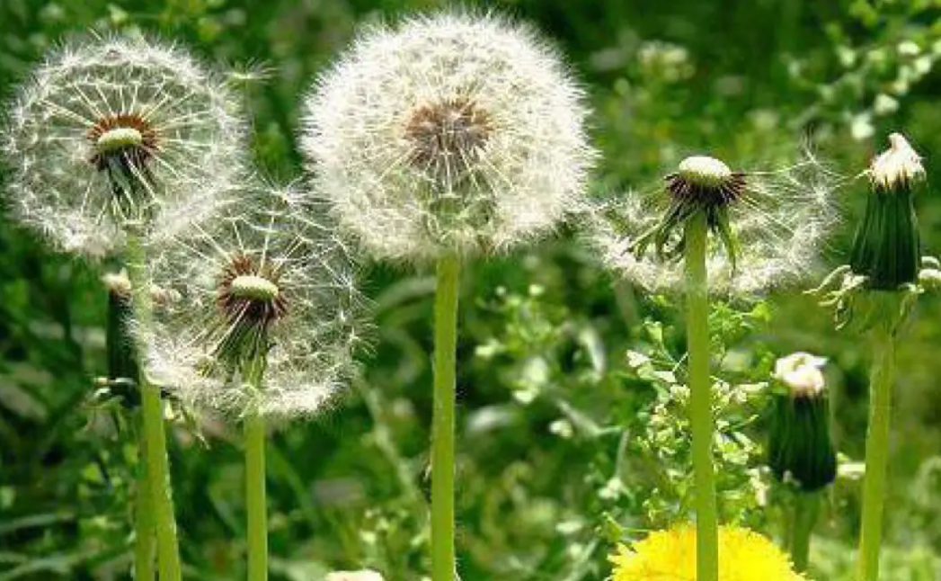 蒲公英的花语