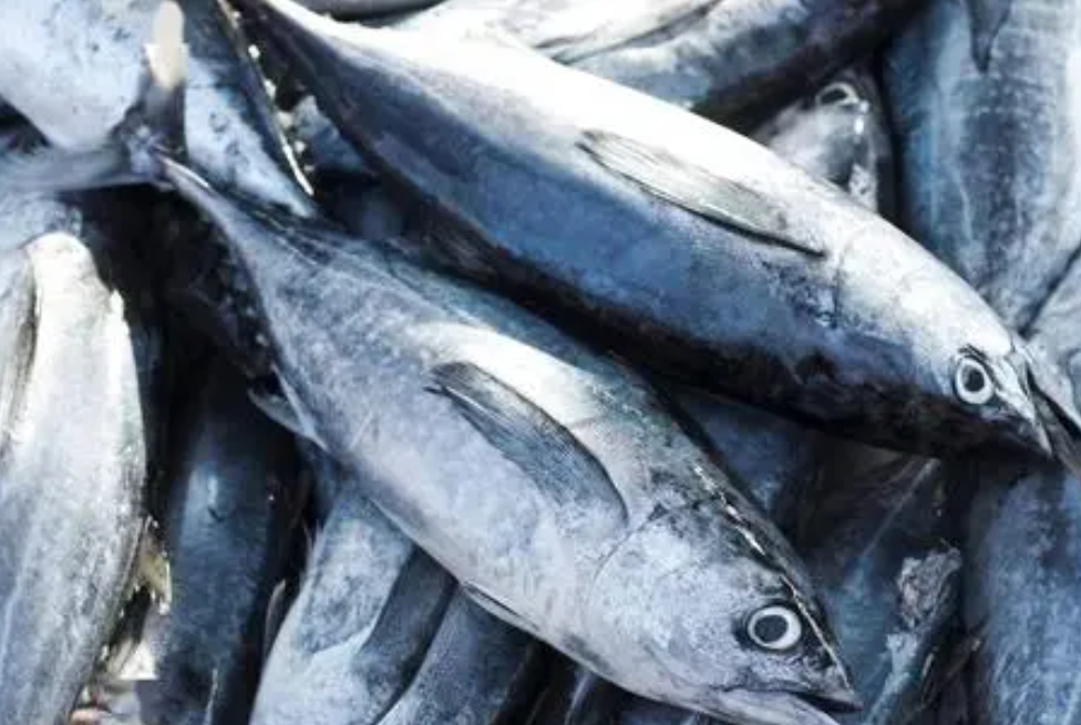 金枪鱼价格现在多少钱一斤