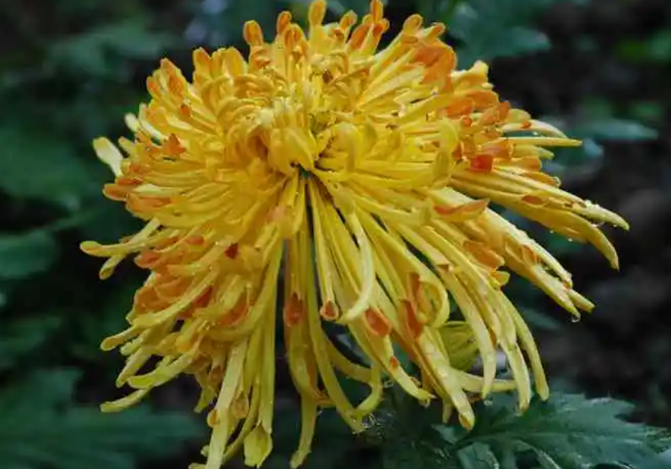 秋天开的花有哪些