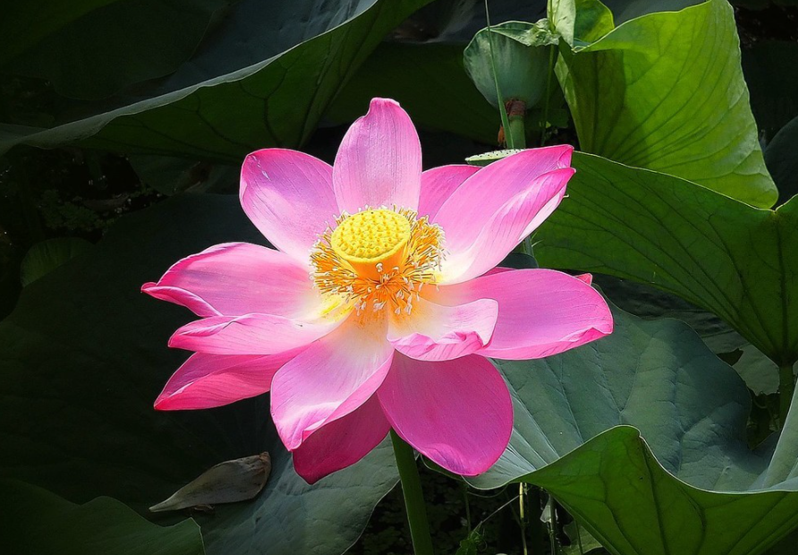 先开花后长叶是什么花