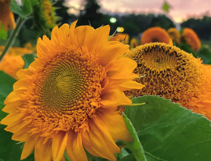 向日葵为什么会随着太阳转动