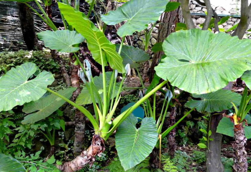 滴水观音有毒吗