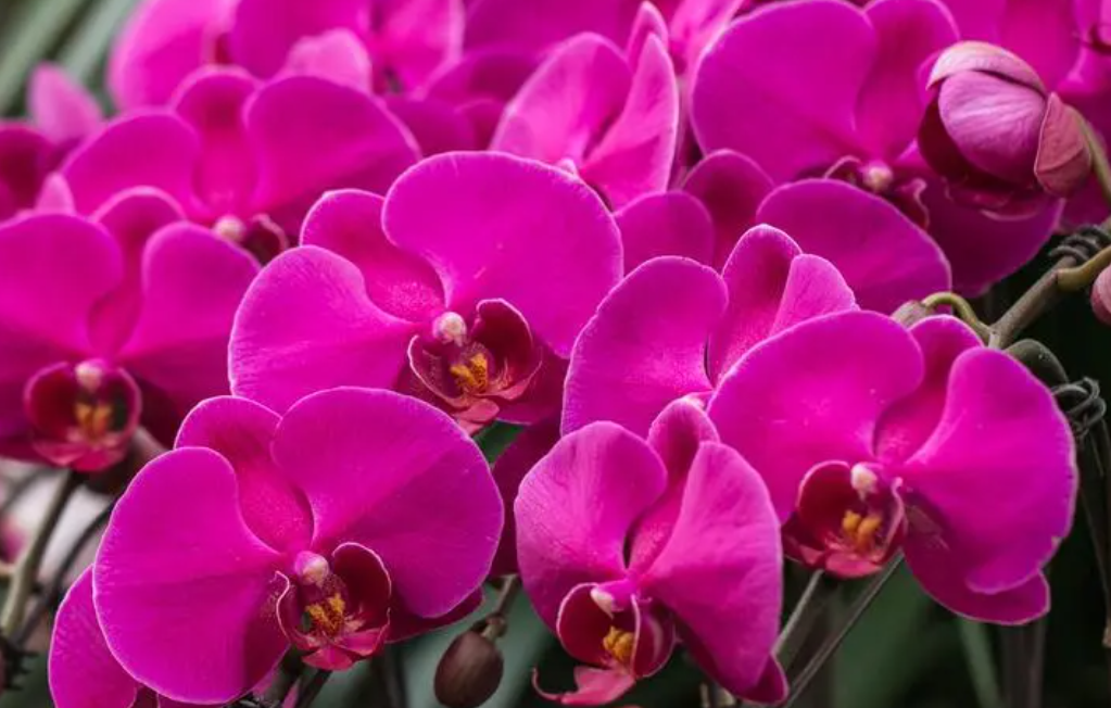 蝴蝶兰几点开花