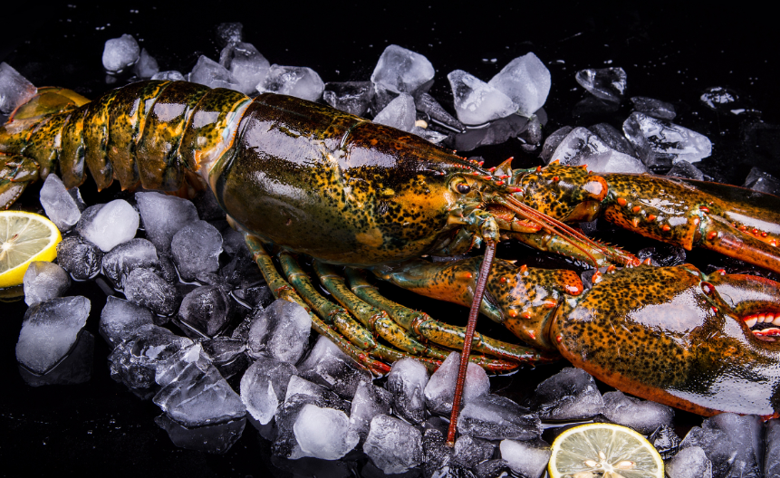 澳洲龙虾多少钱一斤