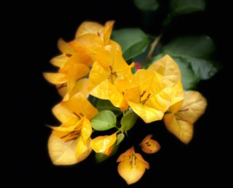 室内适合种什么花