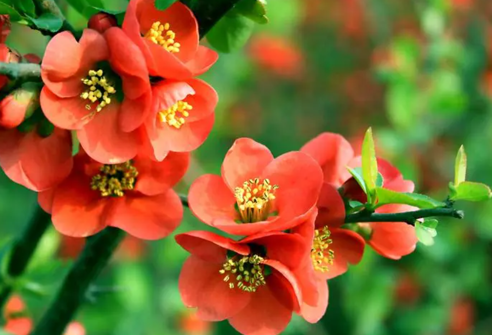 海棠花什么时候开