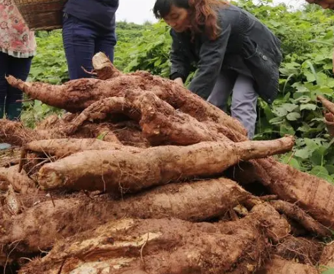 葛根多少钱一斤