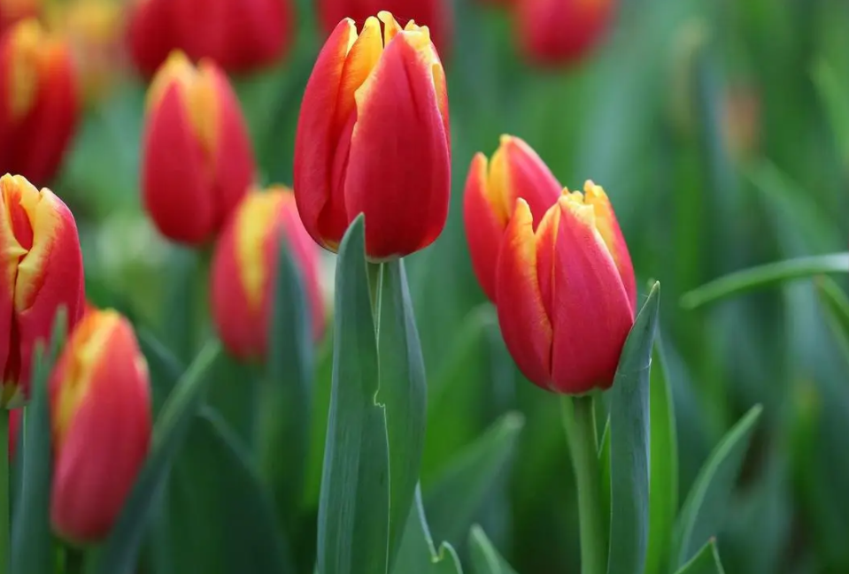 郁金香开花时间