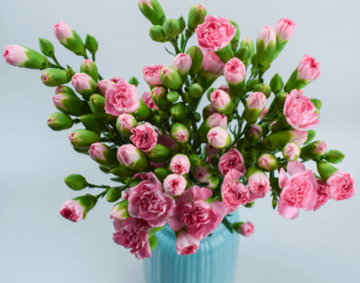 康乃馨代表什么意思