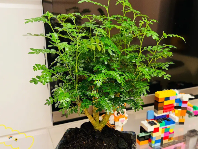 清香木为什么老掉叶