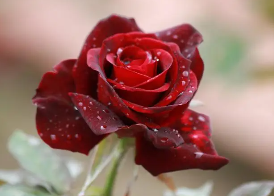 红玫瑰代表什么