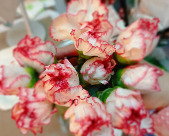 康乃馨的花语是什么