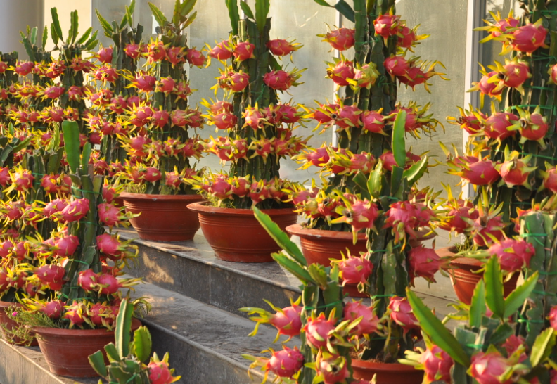 火龙果盆栽怎么种