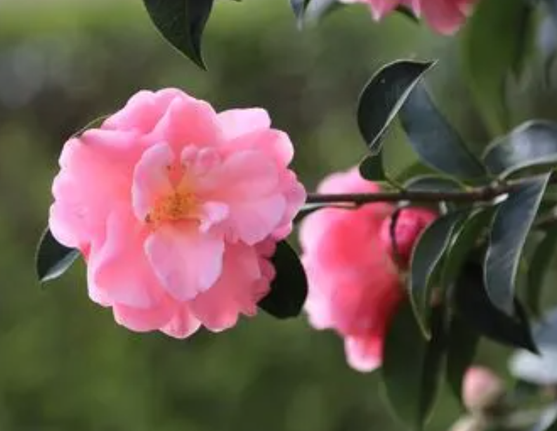 冬天的花有哪些