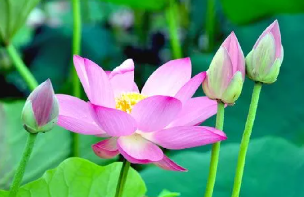 莲花出淤泥而不染