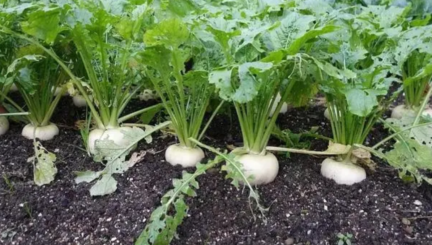 头伏萝卜二伏菜