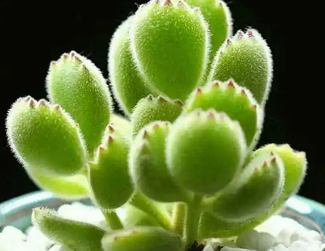 浅花盆适合种什么花
